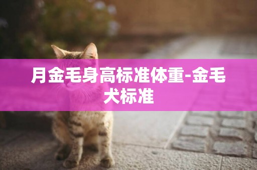 月金毛身高標準體重-金毛犬標準