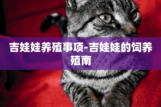 吉娃娃養殖事項-吉娃娃的飼養殖南