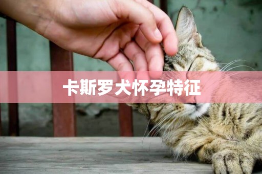 卡斯羅犬懷孕特征