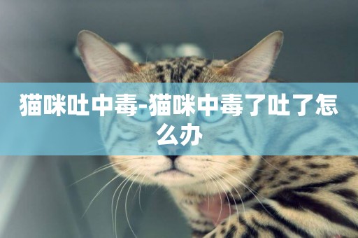 貓咪吐中毒-貓咪中毒了吐了怎么辦