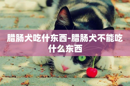 臘腸犬吃什東西-臘腸犬不能吃什么東西
