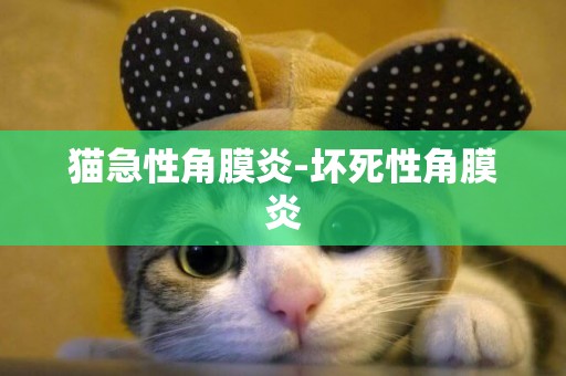 貓急性角膜炎-壞死性角膜炎