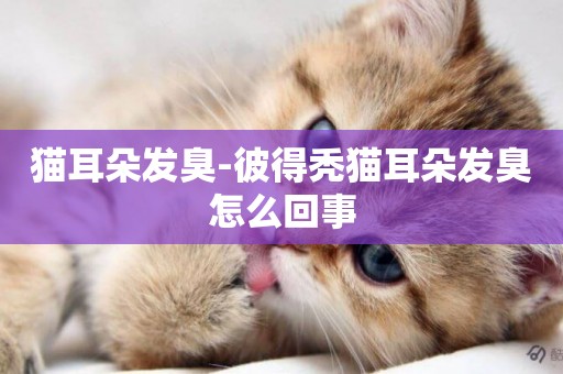 貓耳朵發臭-彼得禿貓耳朵發臭怎么回事