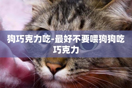狗巧克力吃-最好不要喂狗狗吃巧克力