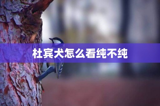 杜賓犬怎么看純不純