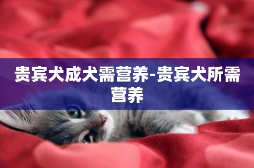 貴賓犬成犬需營養-貴賓犬所需營養