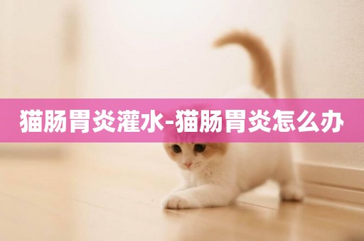 貓腸胃炎灌水-貓腸胃炎怎么辦