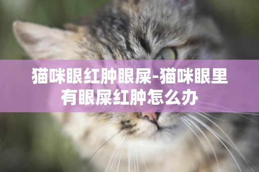 貓咪眼紅腫眼屎-貓咪眼里有眼屎紅腫怎么辦