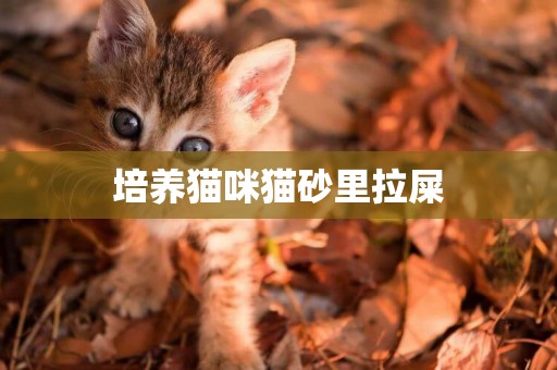 培養貓咪貓砂里拉屎