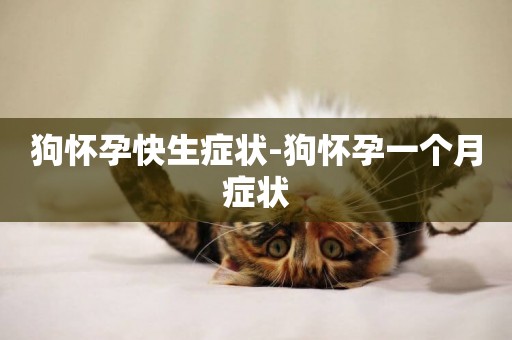 狗懷孕快生癥狀-狗懷孕一個月癥狀