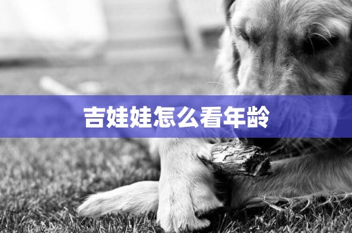 吉娃娃怎么看年齡