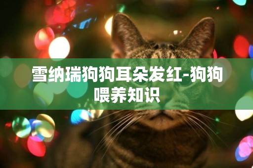 雪納瑞狗狗耳朵發紅-狗狗喂養知識