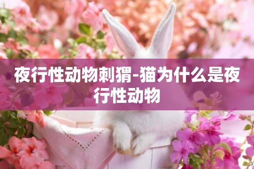 夜行性動物刺猬-貓為什么是夜行性動物