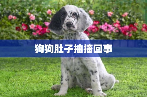 狗狗肚子抽搐回事