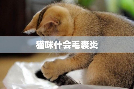 貓咪什會毛囊炎