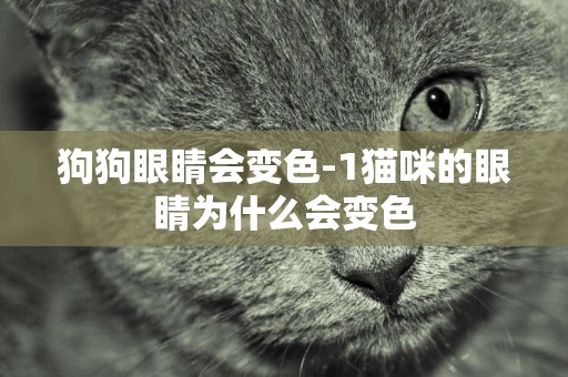 狗狗眼睛會變色-1貓咪的眼睛為什么會變色