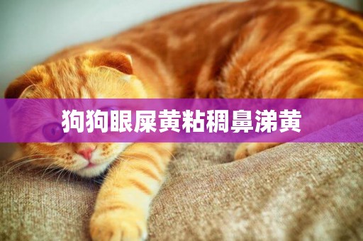 狗狗眼屎黃粘稠鼻涕黃