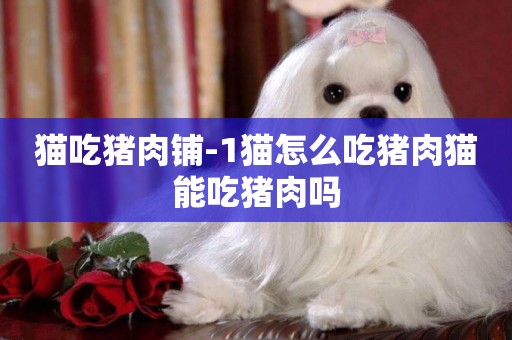 貓吃豬肉鋪-1貓怎么吃豬肉貓能吃豬肉嗎