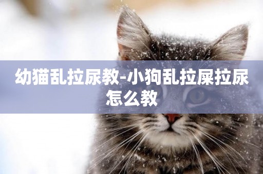 幼貓亂拉尿教-小狗亂拉屎拉尿怎么教