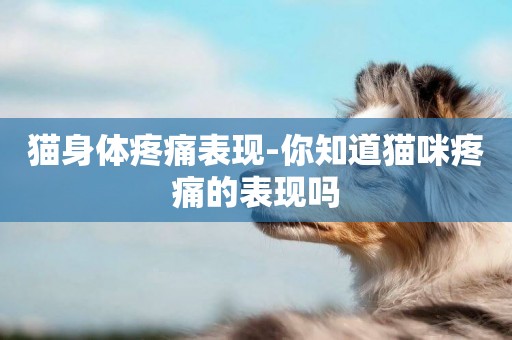 貓身體疼痛表現-你知道貓咪疼痛的表現嗎