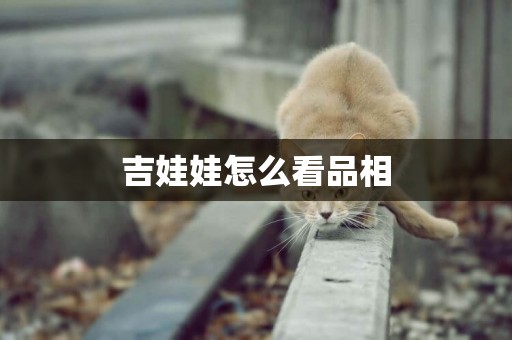 吉娃娃怎么看品相