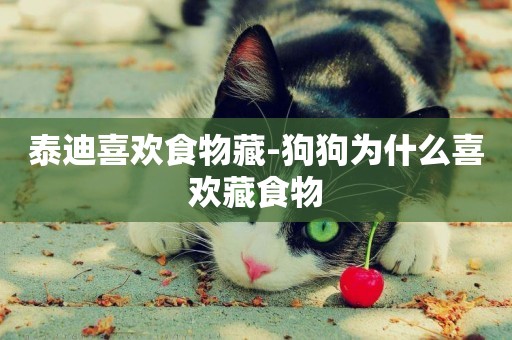泰迪喜歡食物藏-狗狗為什么喜歡藏食物