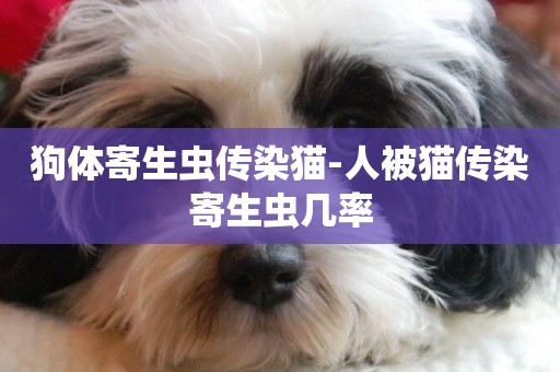 狗體寄生蟲傳染貓-人被貓傳染寄生蟲幾率