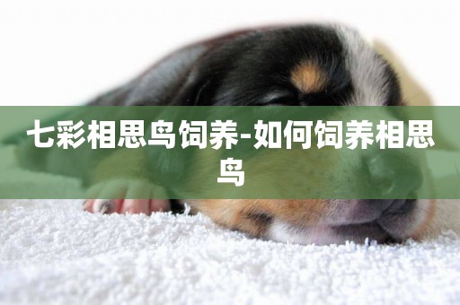 七彩相思鳥飼養-如何飼養相思鳥