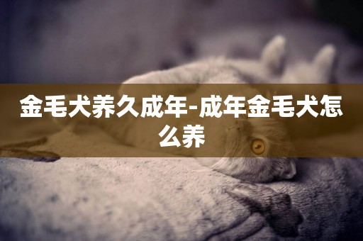 金毛犬養久成年-成年金毛犬怎么養