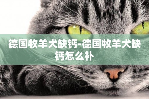 德國牧羊犬缺鈣-德國牧羊犬缺鈣怎么補