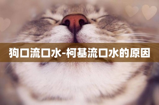 狗口流口水-柯基流口水的原因