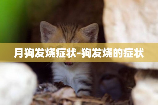 月狗發燒癥狀-狗發燒的癥狀