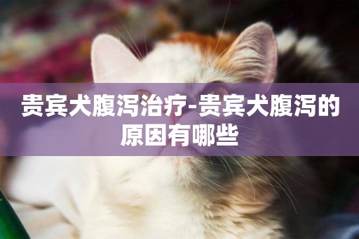 貴賓犬腹瀉治療-貴賓犬腹瀉的原因有哪些