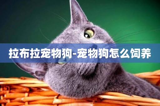 拉布拉寵物狗-寵物狗怎么飼養