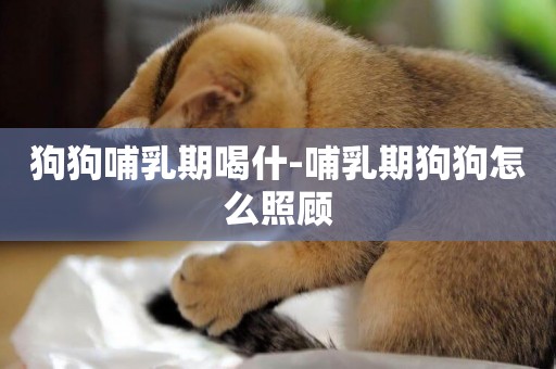 狗狗哺乳期喝什-哺乳期狗狗怎么照顧
