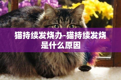 貓持續發燒辦-貓持續發燒是什么原因
