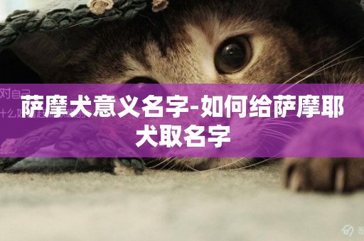 薩摩犬意義名字-如何給薩摩耶犬取名字