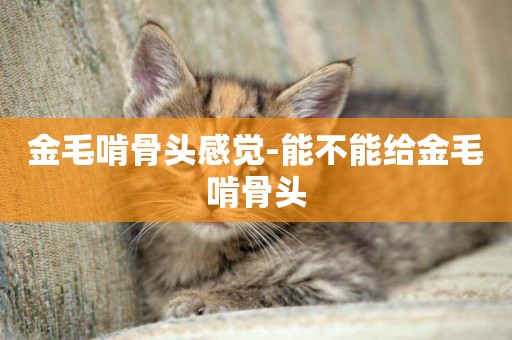 金毛啃骨頭感覺-能不能給金毛啃骨頭