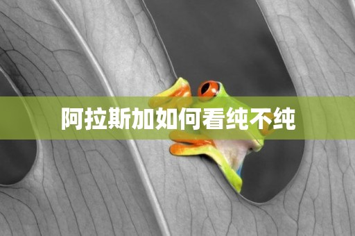 阿拉斯加如何看純不純