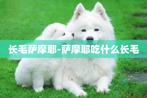 長毛薩摩耶-薩摩耶吃什么長毛