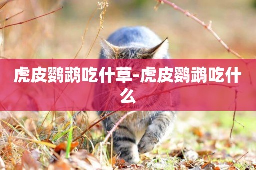 虎皮鸚鵡吃什草-虎皮鸚鵡吃什么