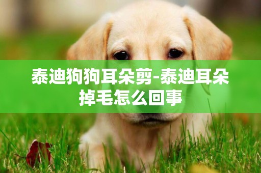 泰迪狗狗耳朵剪-泰迪耳朵掉毛怎么回事