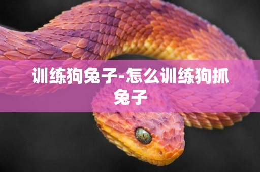 訓練狗兔子-怎么訓練狗抓兔子