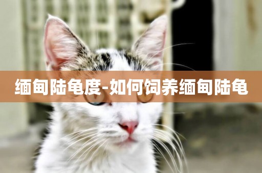 緬甸陸龜度-如何飼養緬甸陸龜