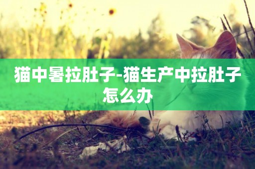 貓中暑拉肚子-貓生產中拉肚子怎么辦