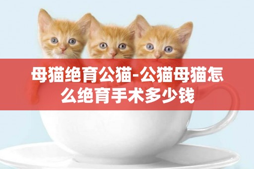 母貓絕育公貓-公貓母貓怎么絕育手術多少錢