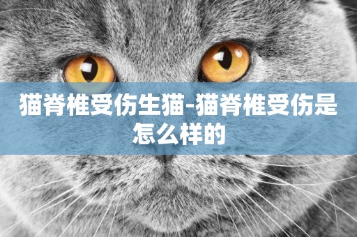 貓脊椎受傷生貓-貓脊椎受傷是怎么樣的