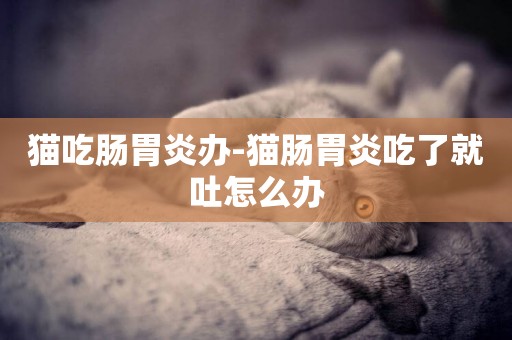 貓吃腸胃炎辦-貓腸胃炎吃了就吐怎么辦