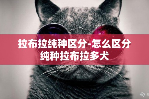拉布拉純種區分-怎么區分純種拉布拉多犬
