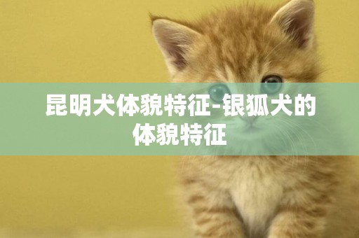 昆明犬體貌特征-銀狐犬的體貌特征